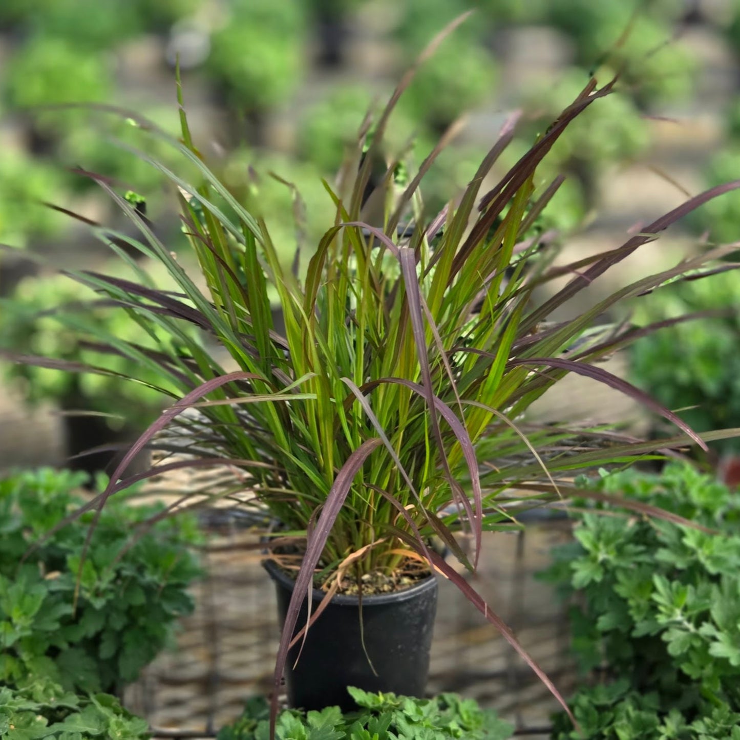 Potted plant with purple and green leaves in a garden setting