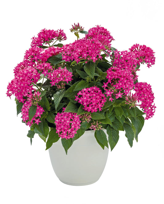 Pentas | Pentas Graffiti 20/20