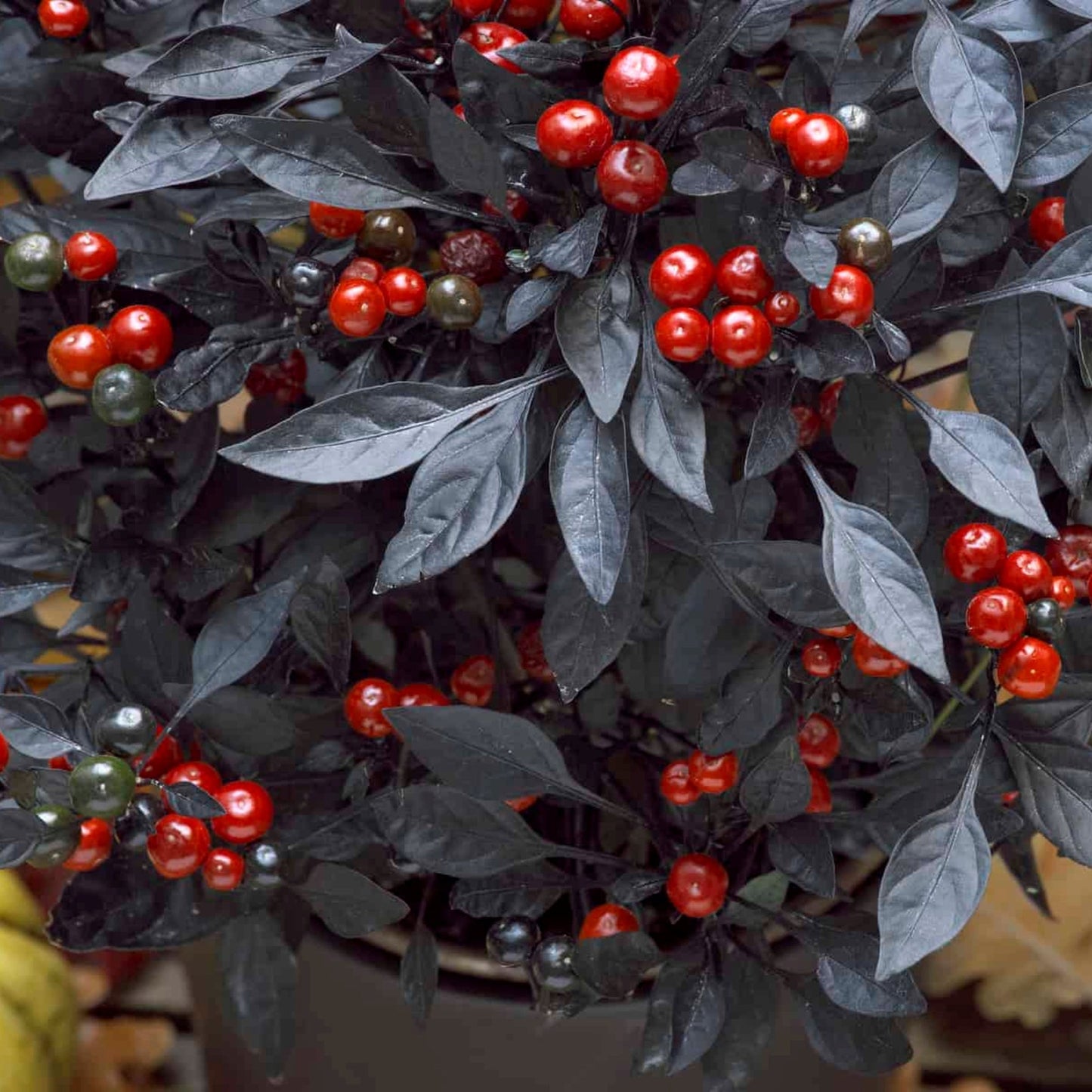 Ornamental Pepper | Onyx - 1 Quart