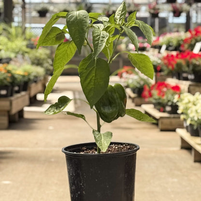 Pepper | Bell | KickStart- 1 Gallon