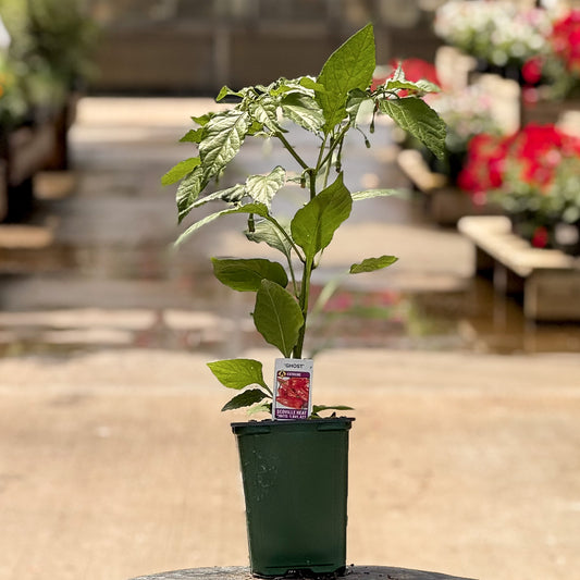 Pepper | Chili | Bhut Jolokia Red Ghost - 1 Pint