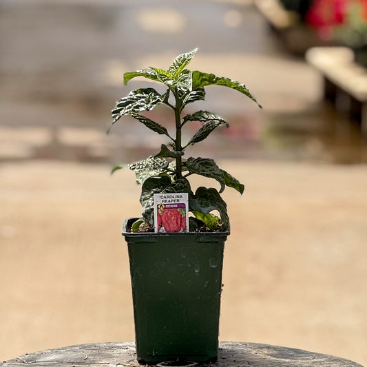 Pepper | Chili | Carolina Reaper - 1 Pint