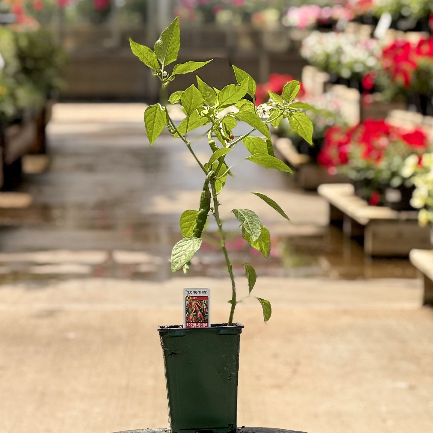 Pepper | Chili | Cayenne Long Thin - 1 Pint