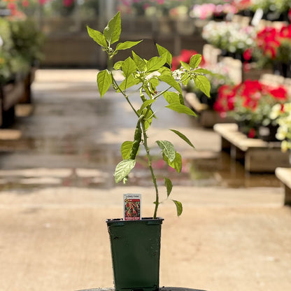 Pepper | Chili | Cayenne Long Thin - 1 Pint