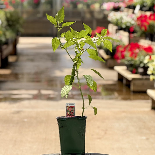 Pepper | Chili | Cayenne Long Thin - 1 Pint