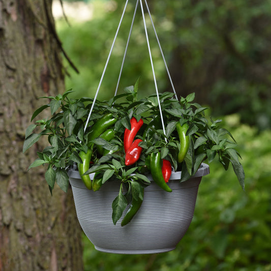 Pepper | Pot-a-Peno - Large Hanging Basket
