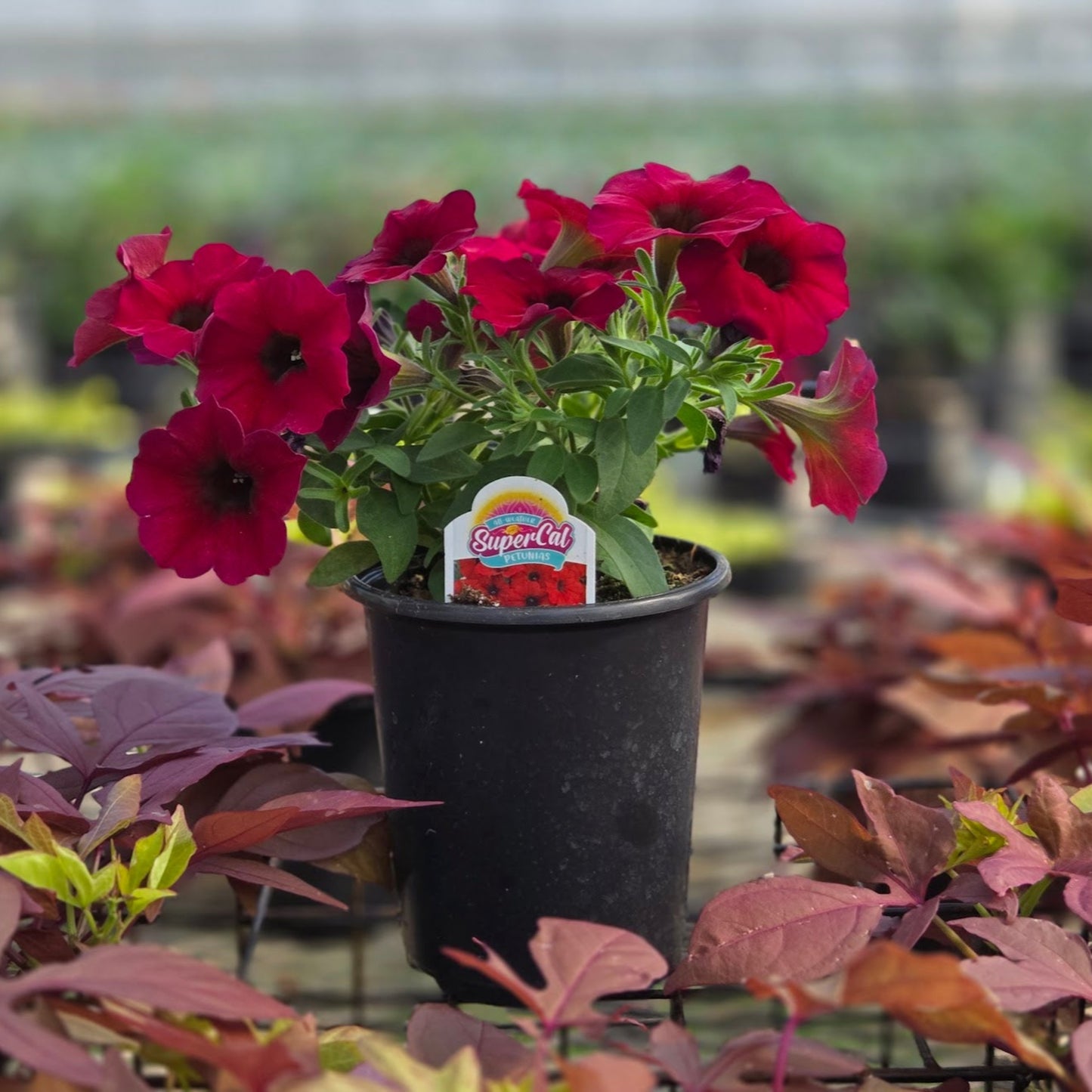 Petchoa | SuperCal Petunia