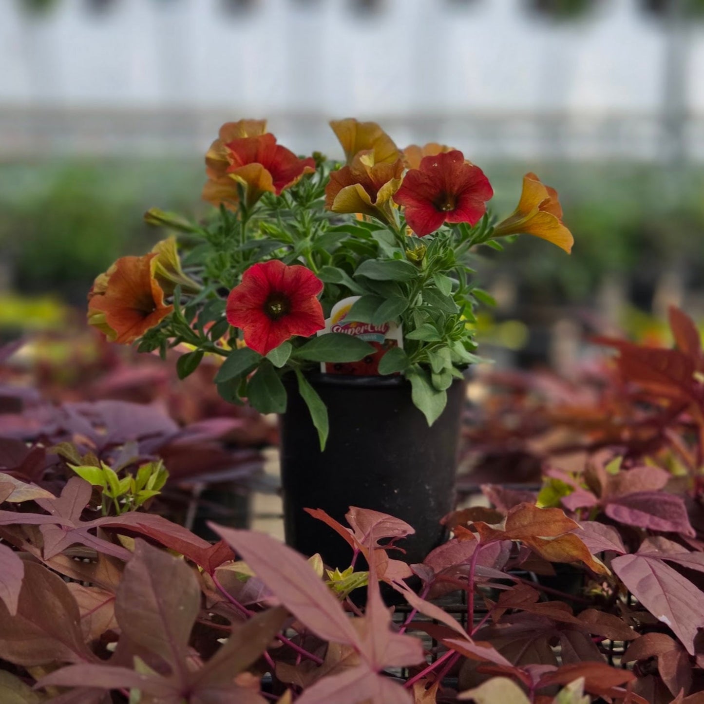 Petchoa | SuperCal - 1 Quart