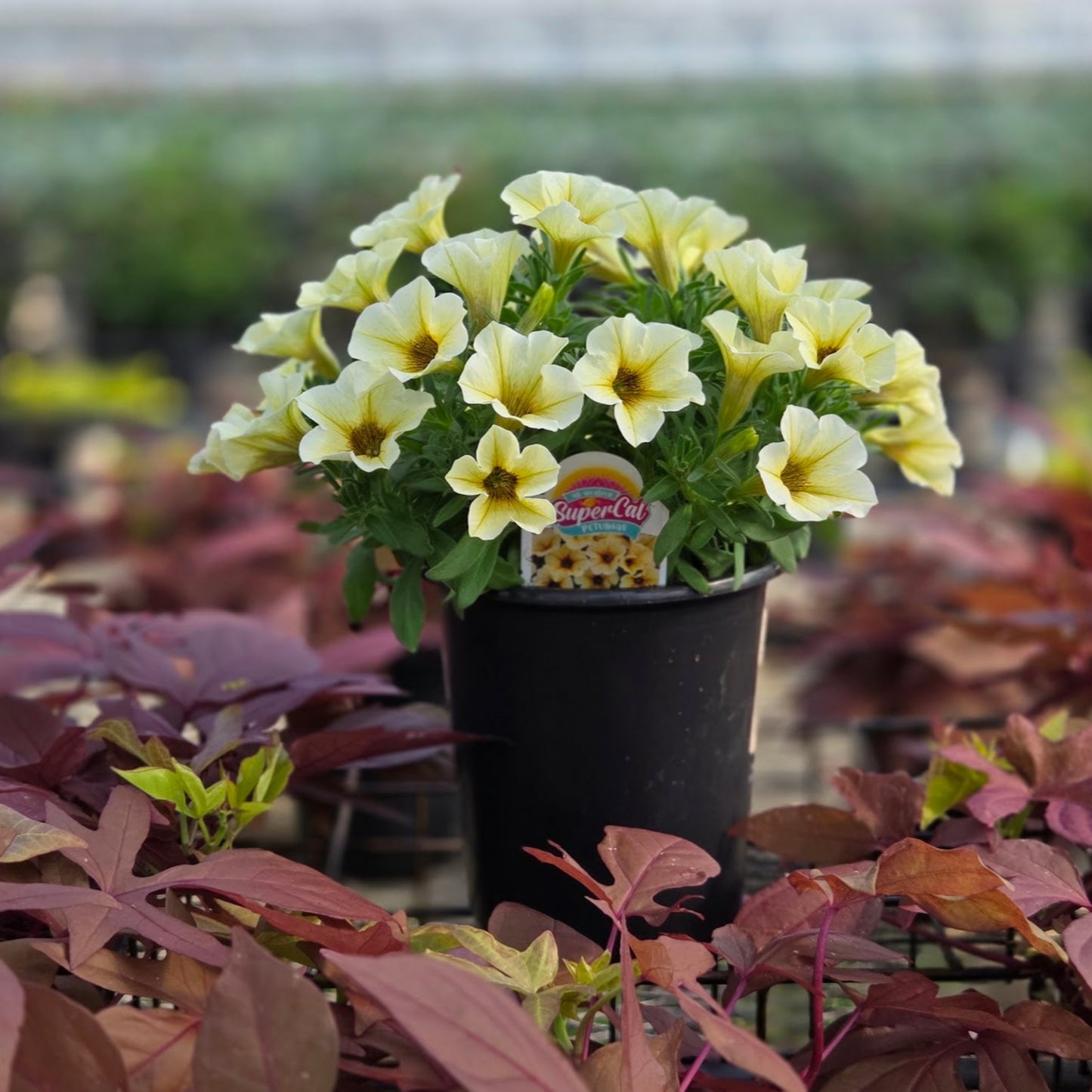 Petchoa | SuperCal Petunia