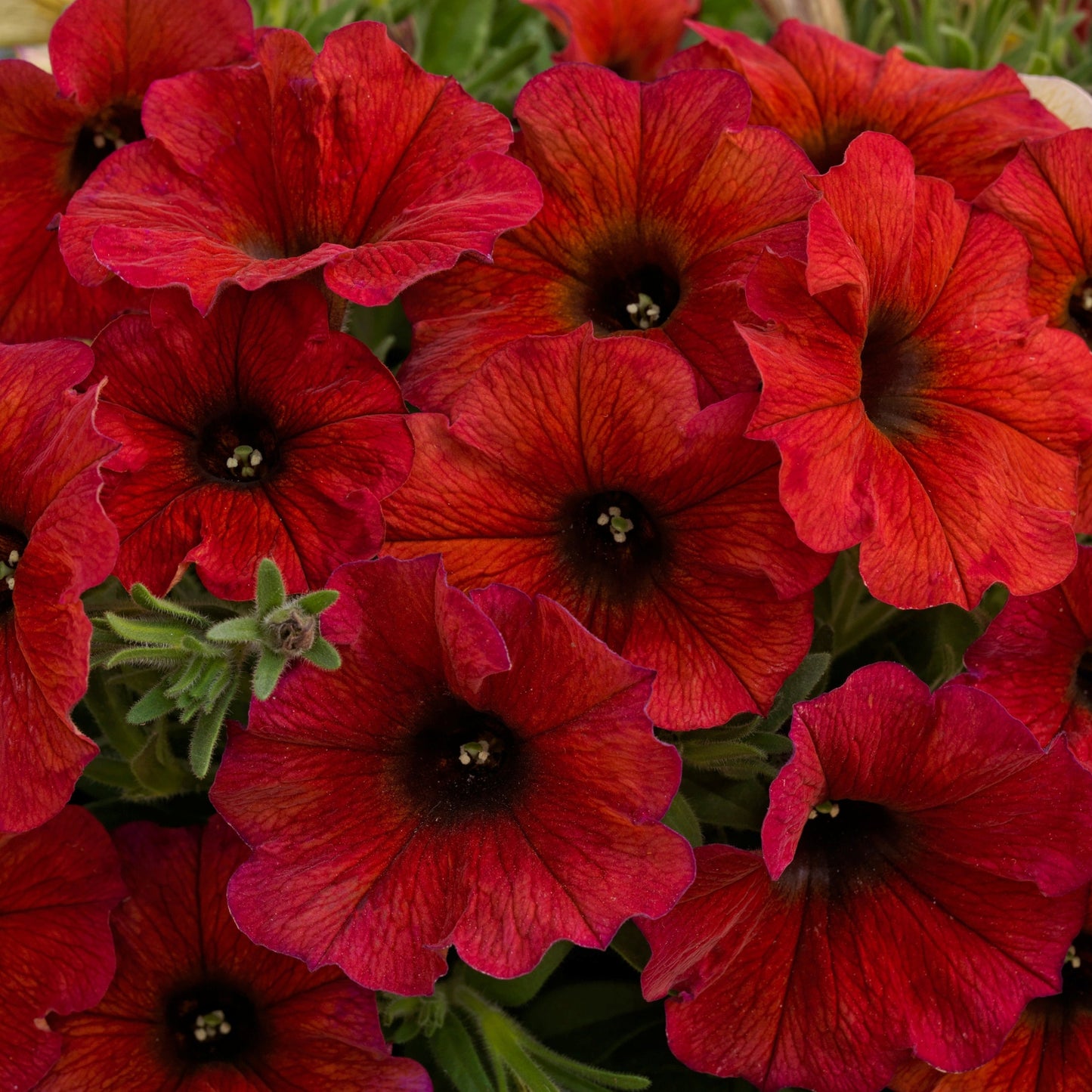 Petchoa | SuperCal Petunia