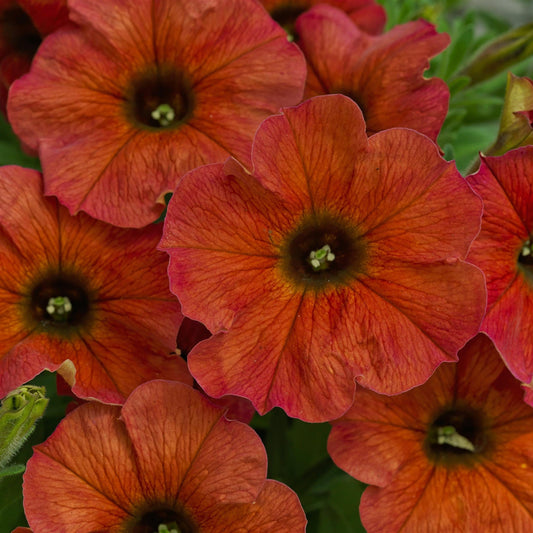 Petchoa | SuperCal Petunia