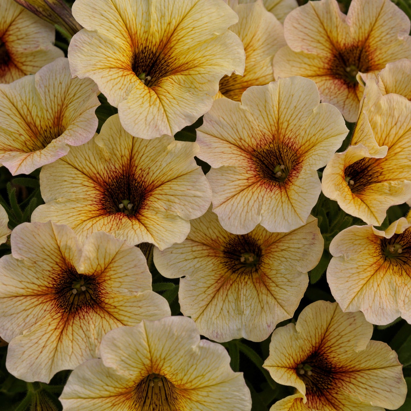 Petchoa | SuperCal Petunia
