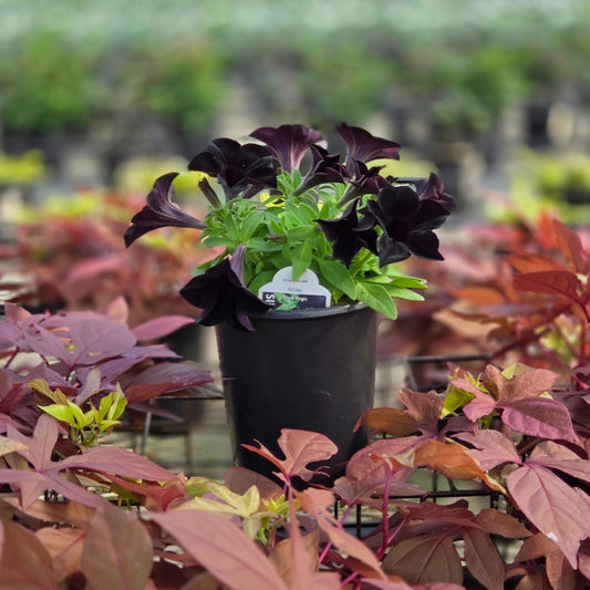 Petunia | Mounding Black Magic - 1 Quart