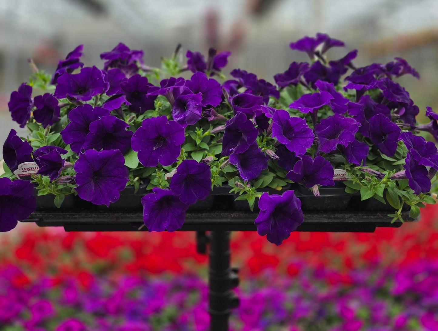 Petunia | Spreading Easy Wave - 4 Pack