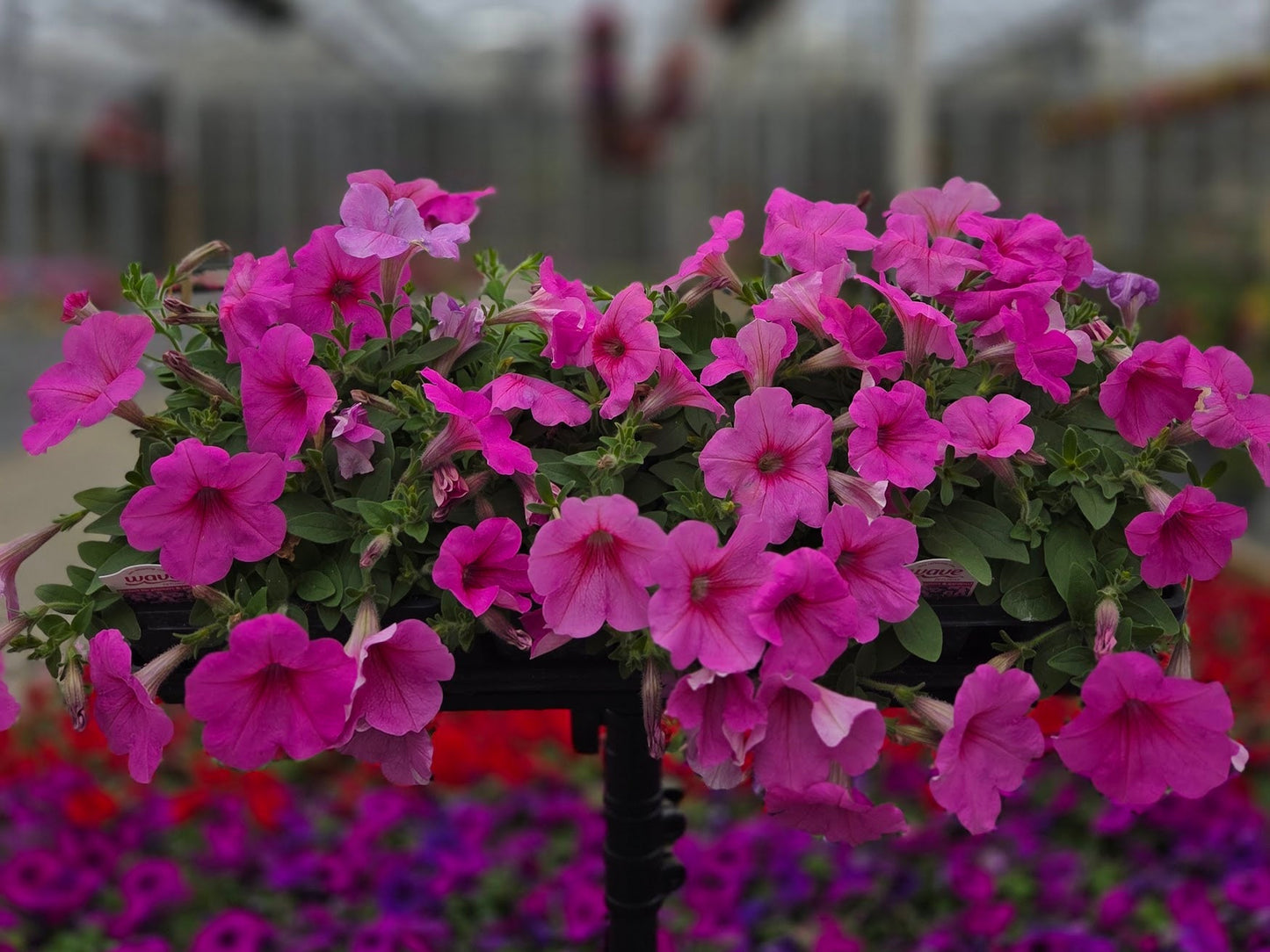 Petunia | Spreading Easy Wave - 4 Pack