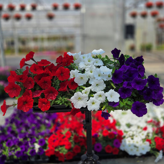 Petunia | 12 Count Red, White & Blue Wave Petunias