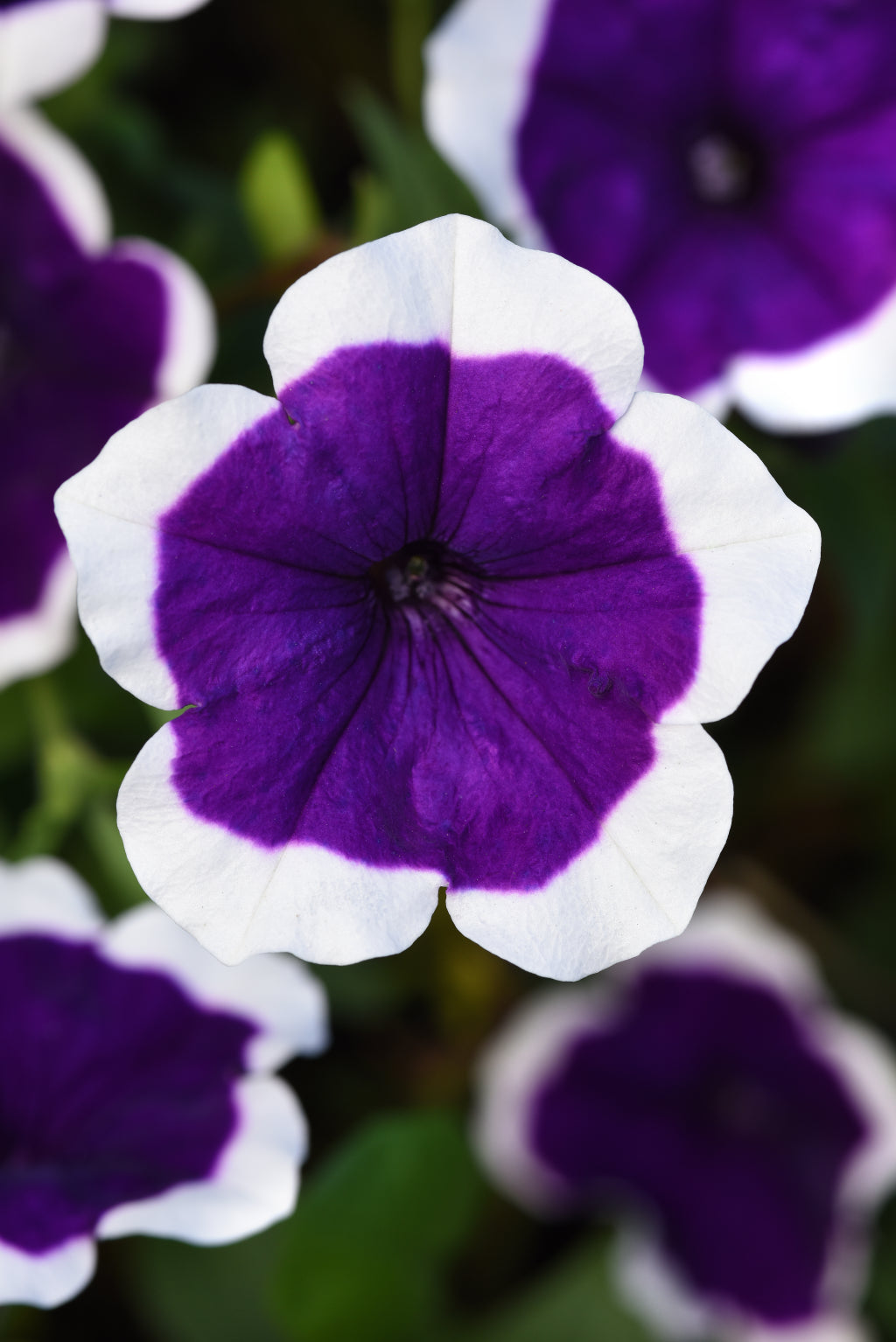Petunia | Mounding - Large Hanging Basket