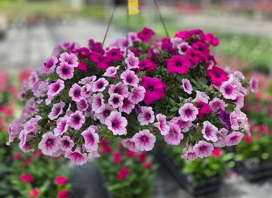 Petunia | Combination - Large Hanging Basket