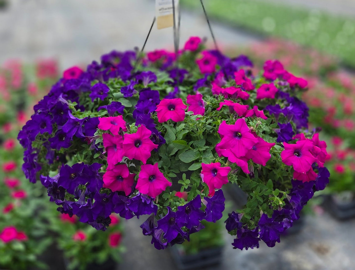 Petunia | Combination - Large Hanging Basket
