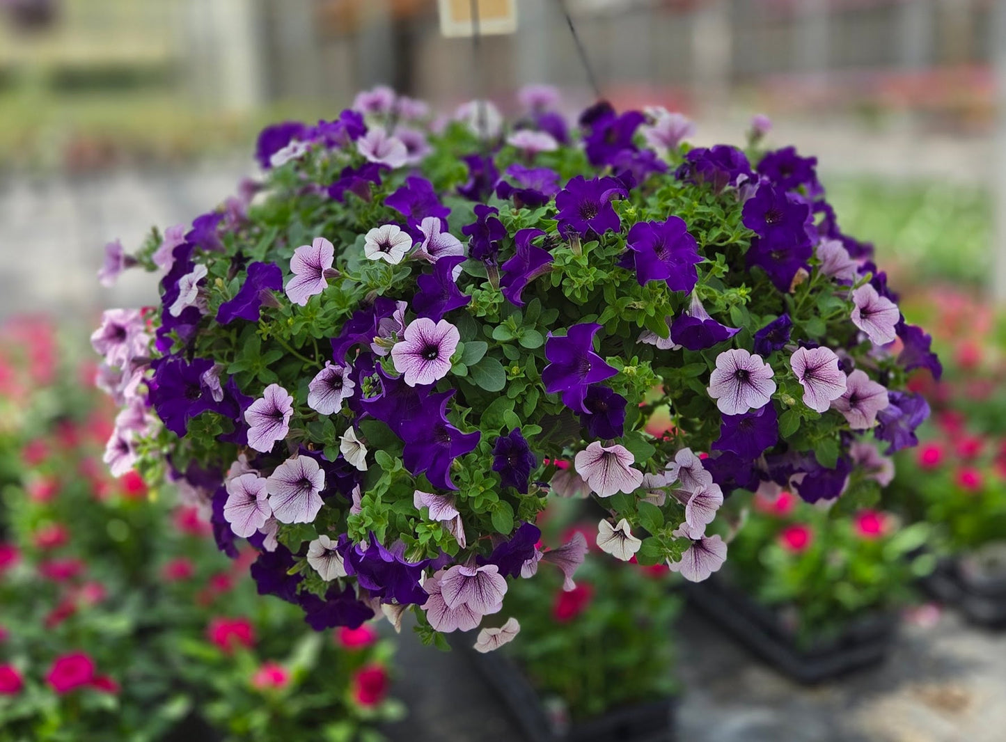 Petunia | Combination - Large Hanging Basket