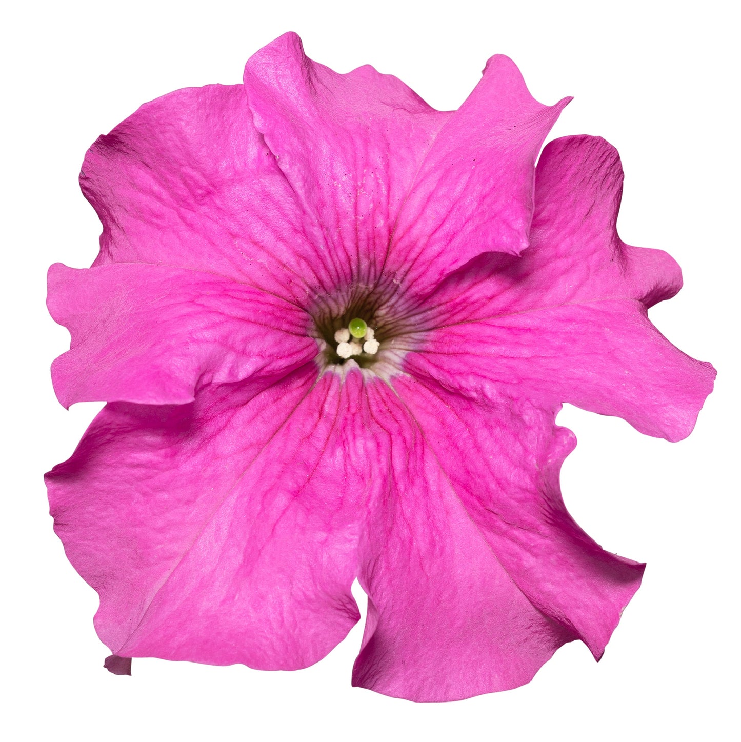 Petunia | Trailing - Large Hanging Basket