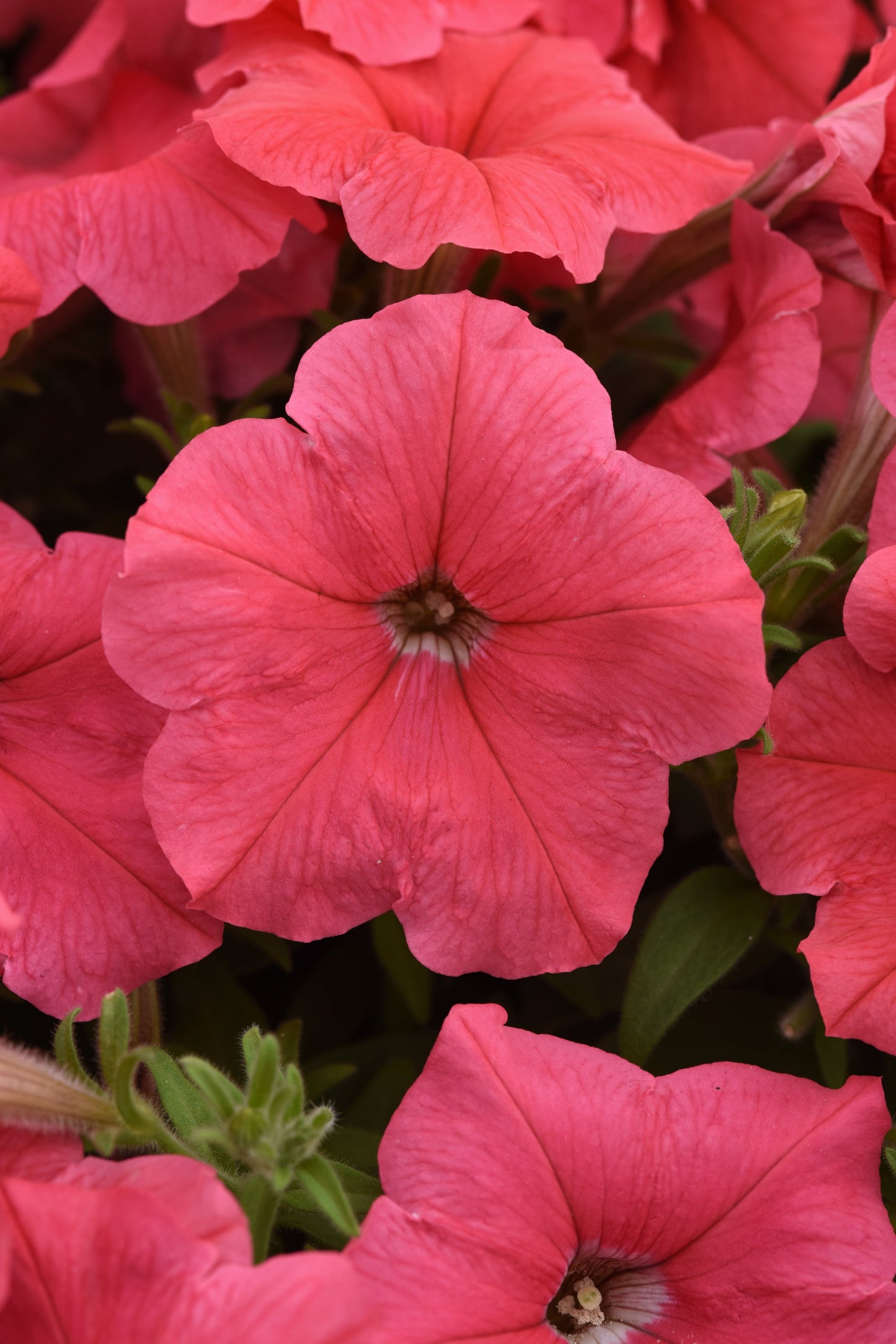 Petunia | Spreading Easy Wave - 3 Quart