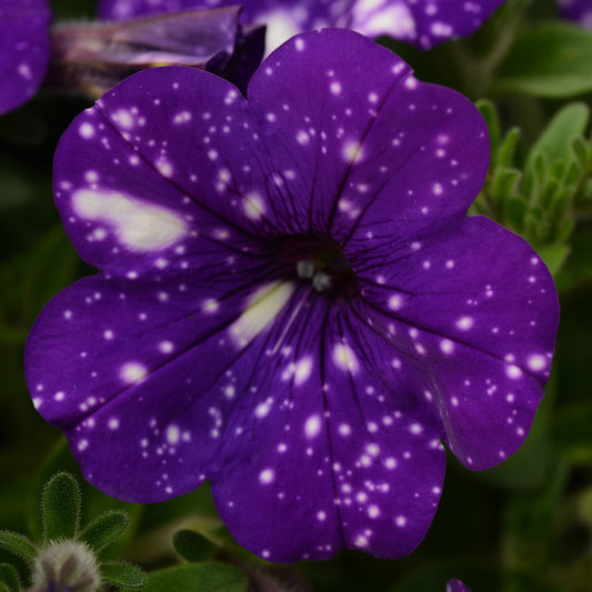 Petunia | Mounding Night Sky - 1 Quart