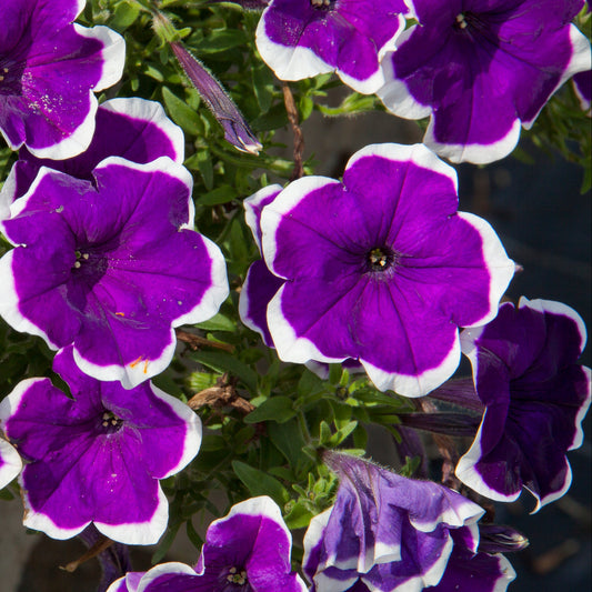 Petunia | Mounding Headliner - 1 Quart