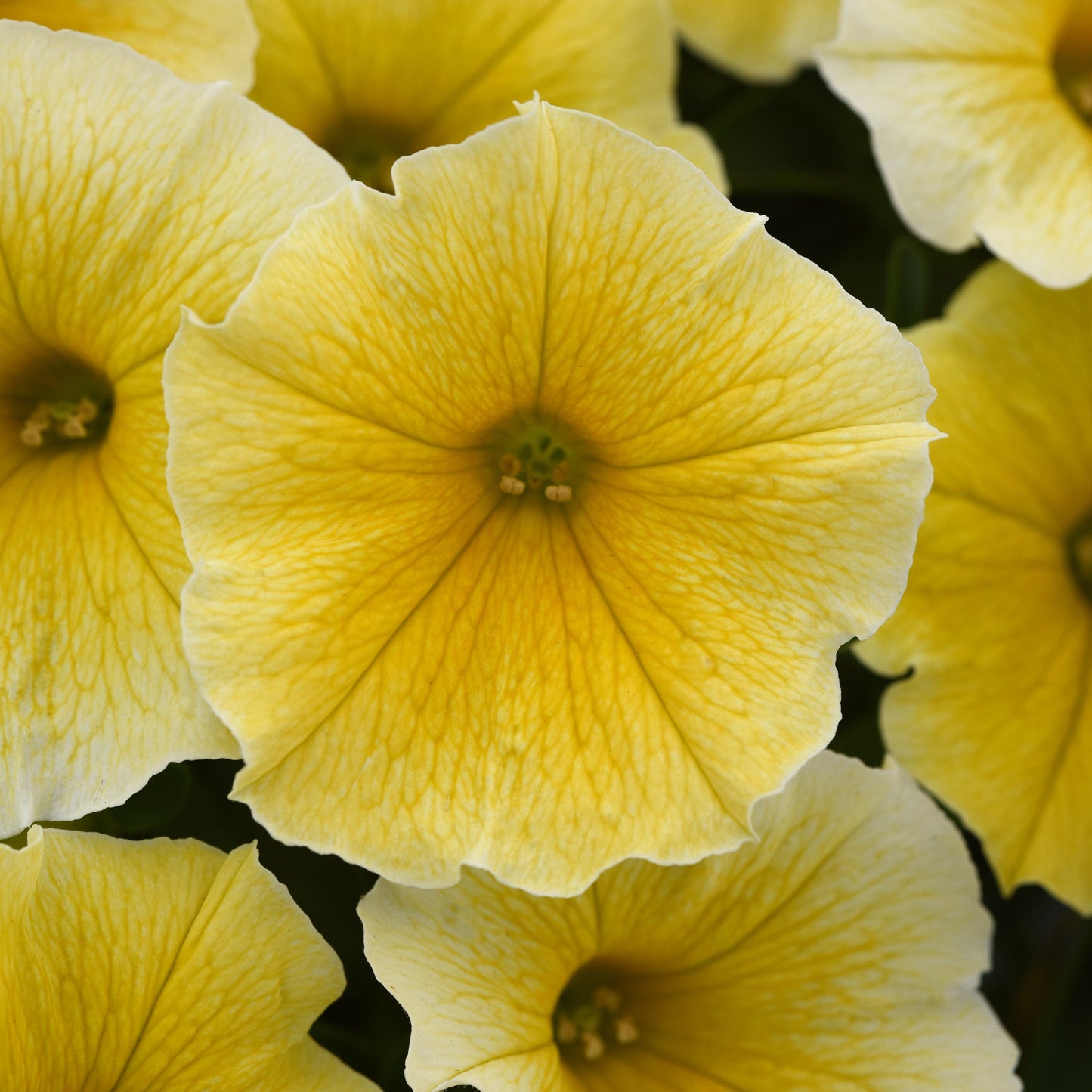 Petunia | Mounding Bee's Knees - 3 Quart