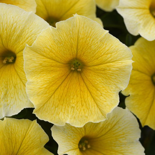 Petunia | Mounding Bee's Knees - 3 Quart