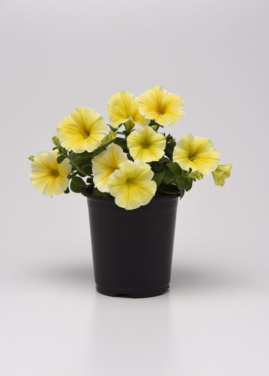 Petunia | Mounding Bee's Knees - 1 Quart