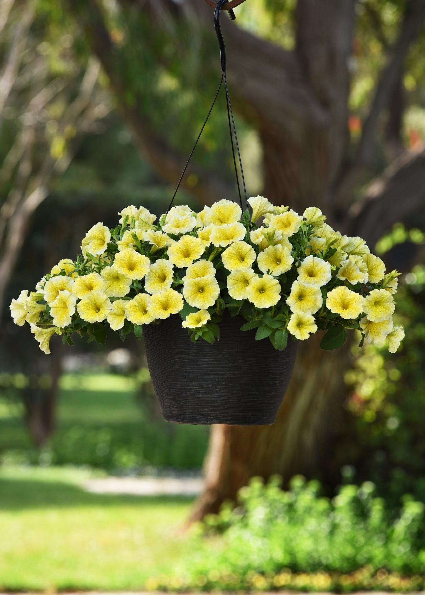 Petunia | Mounding - Large Hanging Basket