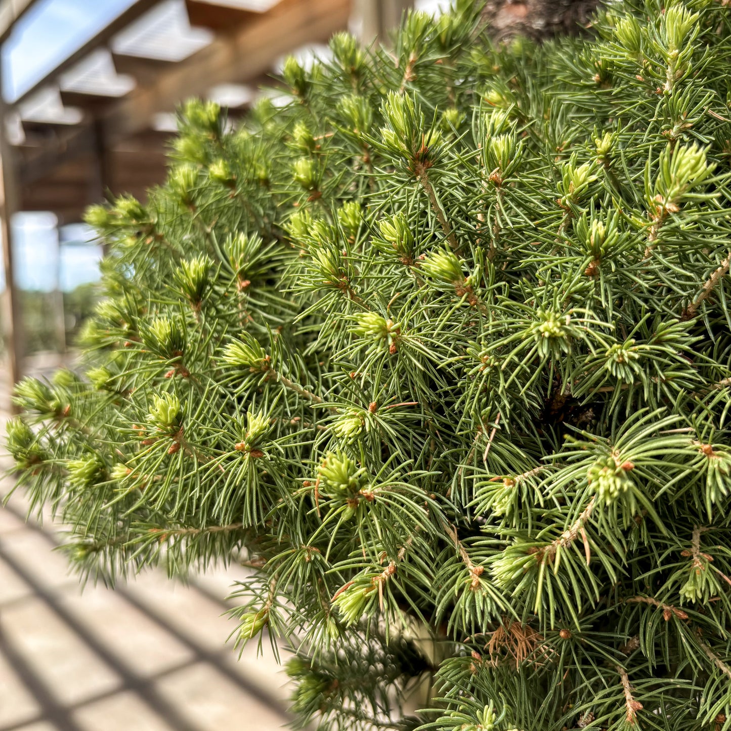Picea | Three Ball Dwarf Alberta Spruce - 5-Gallon