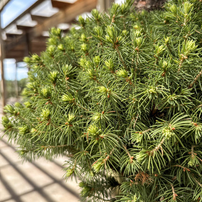 Picea | Three Ball Dwarf Alberta Spruce - 5-Gallon