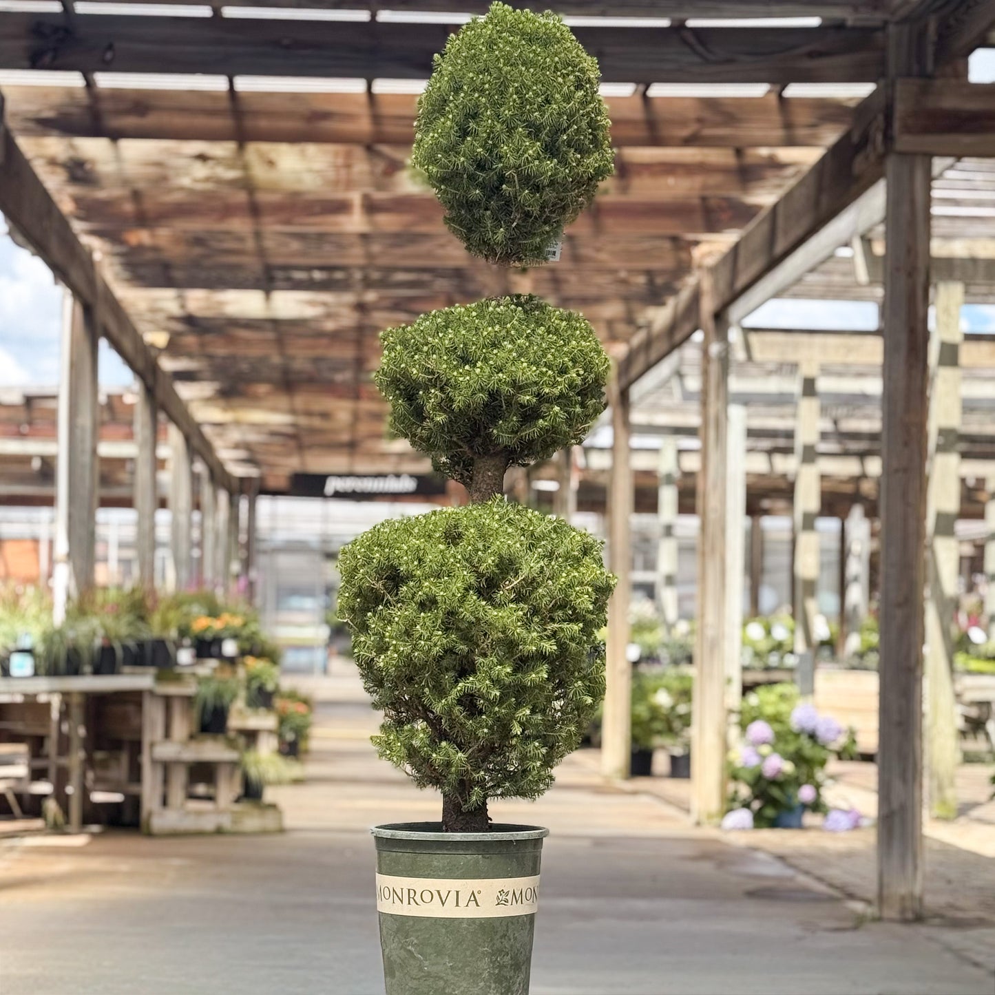 Picea | Three Ball Dwarf Alberta Spruce - 5-Gallon