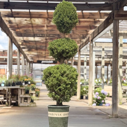 Picea | Three Ball Dwarf Alberta Spruce - 5-Gallon