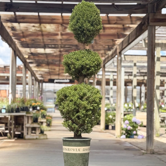 Picea | Three Ball Dwarf Alberta Spruce - 5-Gallon