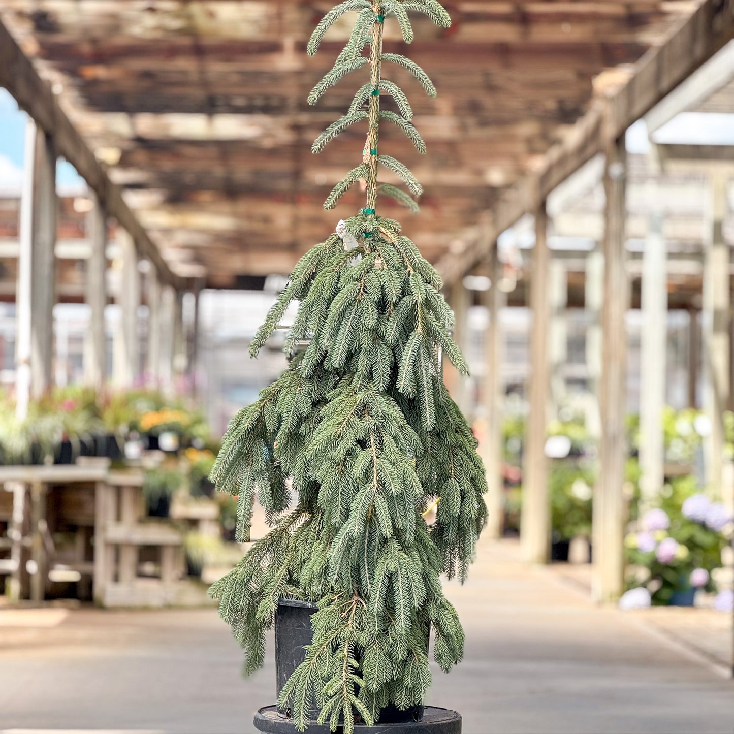 Picea | Weeping White Spruce - 6-Gallon