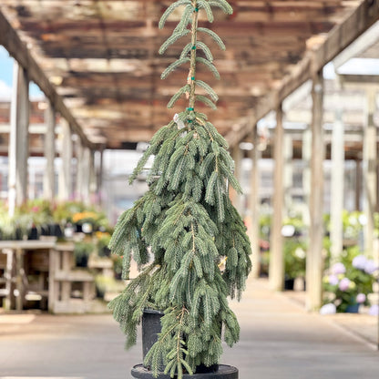 Picea | Weeping White Spruce - 6-Gallon