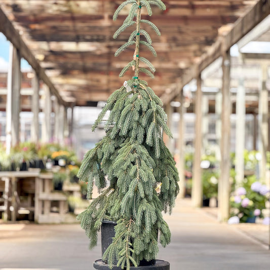 Picea | Weeping White Spruce - 6-Gallon