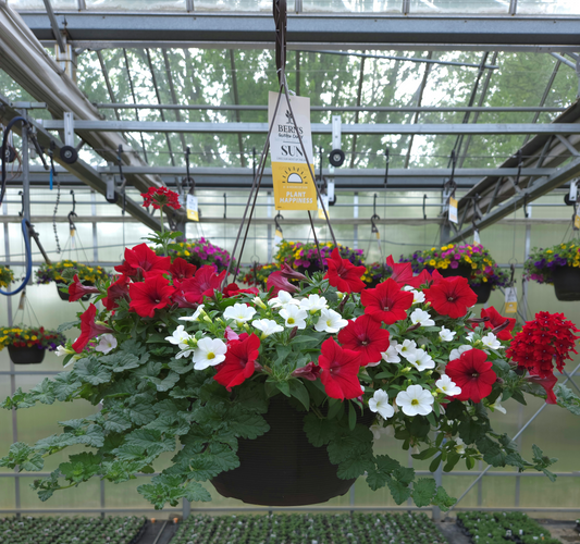 ColorWave | Picnic - Large Hanging Basket