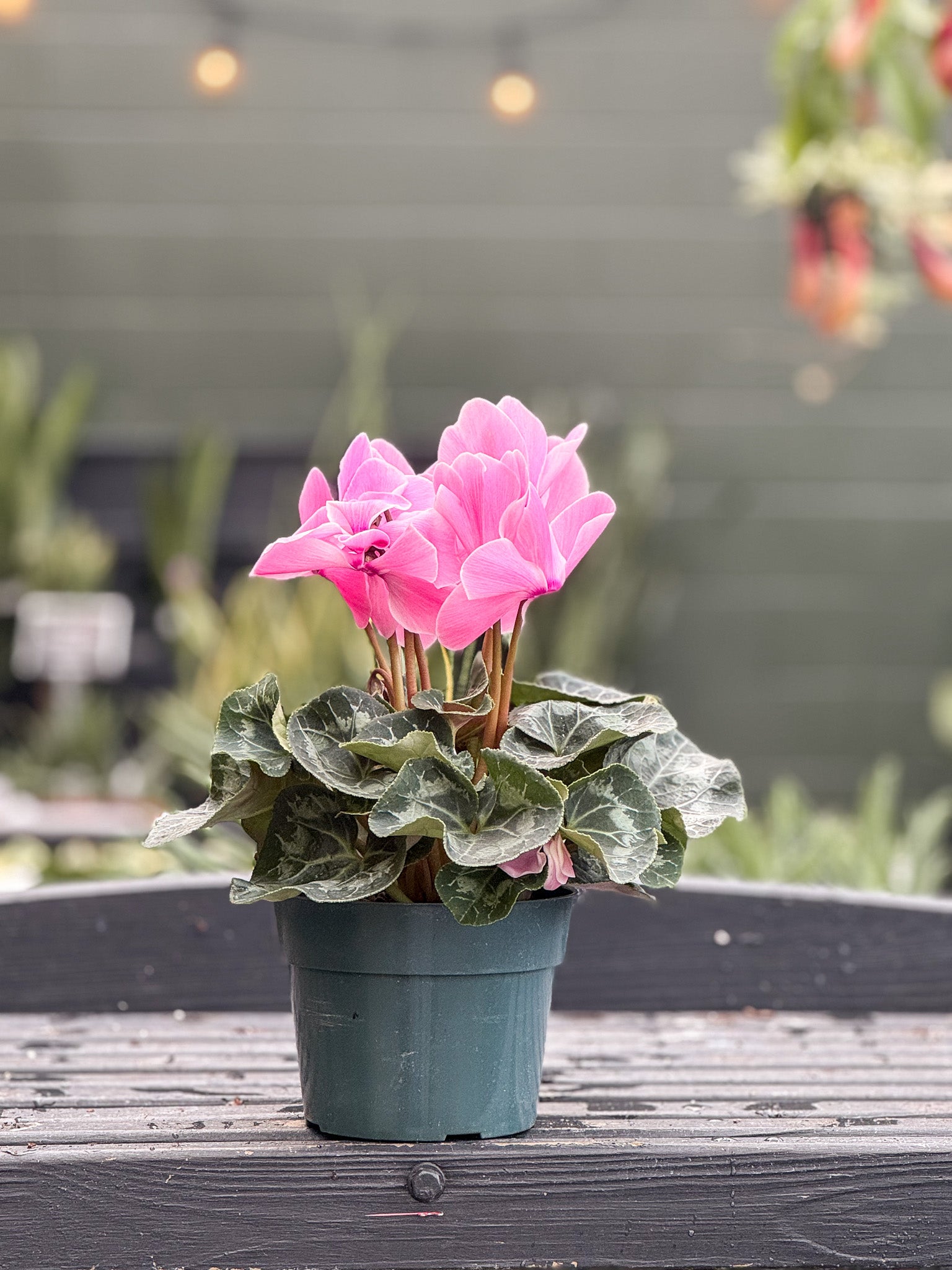 Potted cyclamen plant with pink flowers on a wooden surface