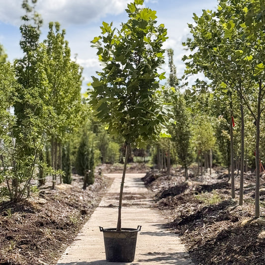 Platanus | Exclamation! London Planetree - 15 Gallon