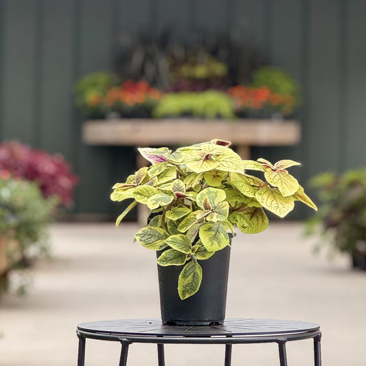 Plectranthus | Guacamole - 1 Quart