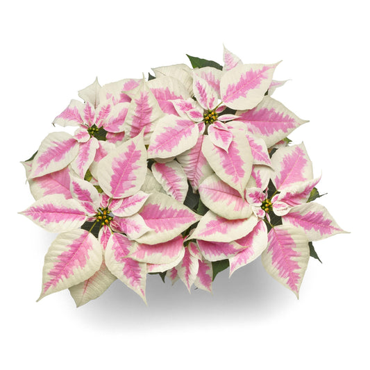 Euphorbia | Marble Poinsettia
