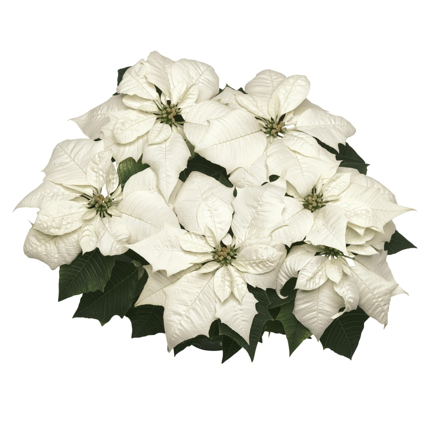 Poinsettia | Alaska White - 10 Inch