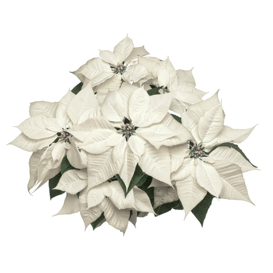 Poinsettia | Alpina White -  10 Inch