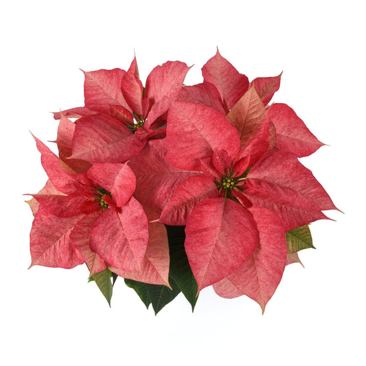 Euphorbia | Christmas Aurora Queen Poinsettia