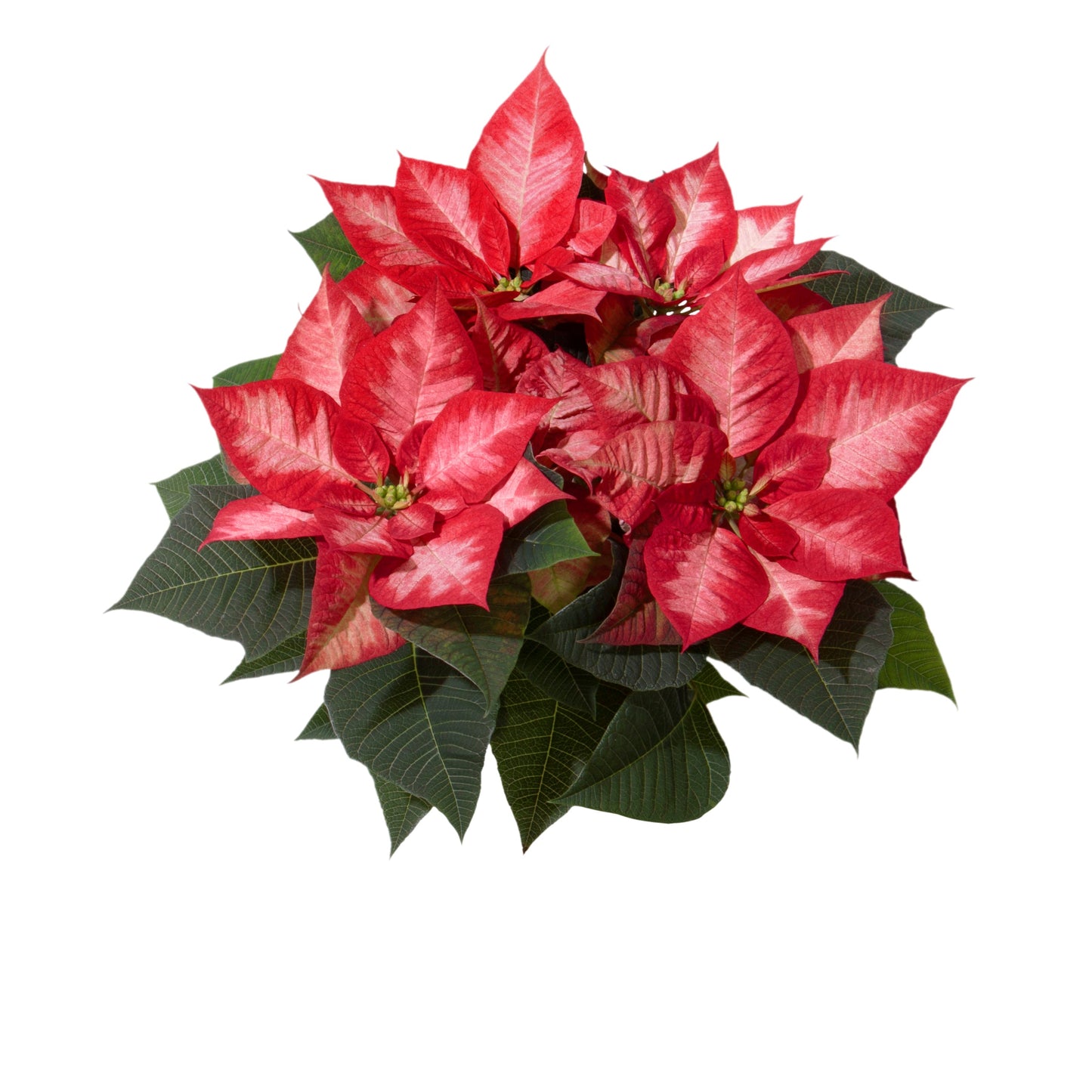 Euphorbia | Christmas Beauty Poinsettia