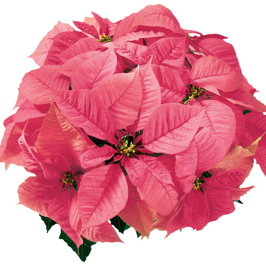 Euphorbia | Pink Poinsettia